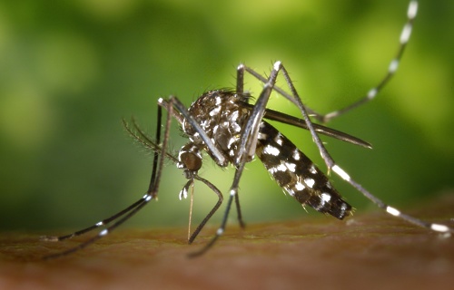 Tigrasti komar (Pexels.com)