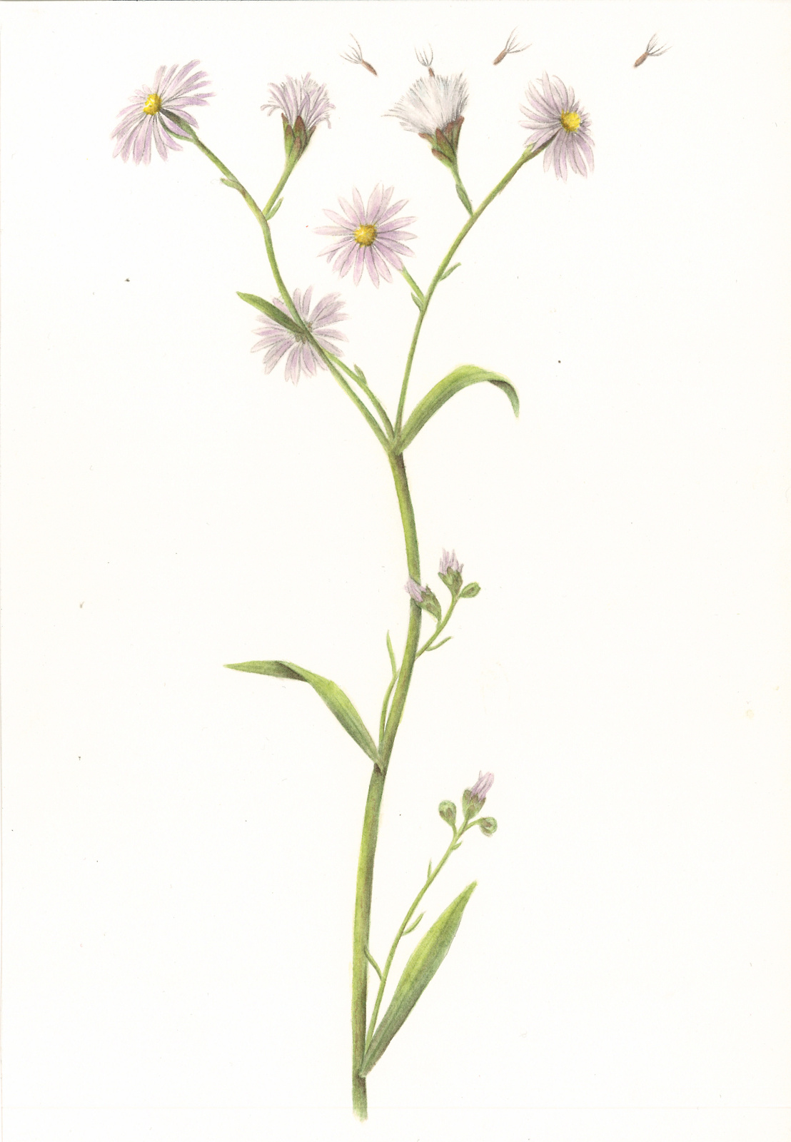 Aster tripoliu