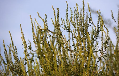 Ambrozija pixabay