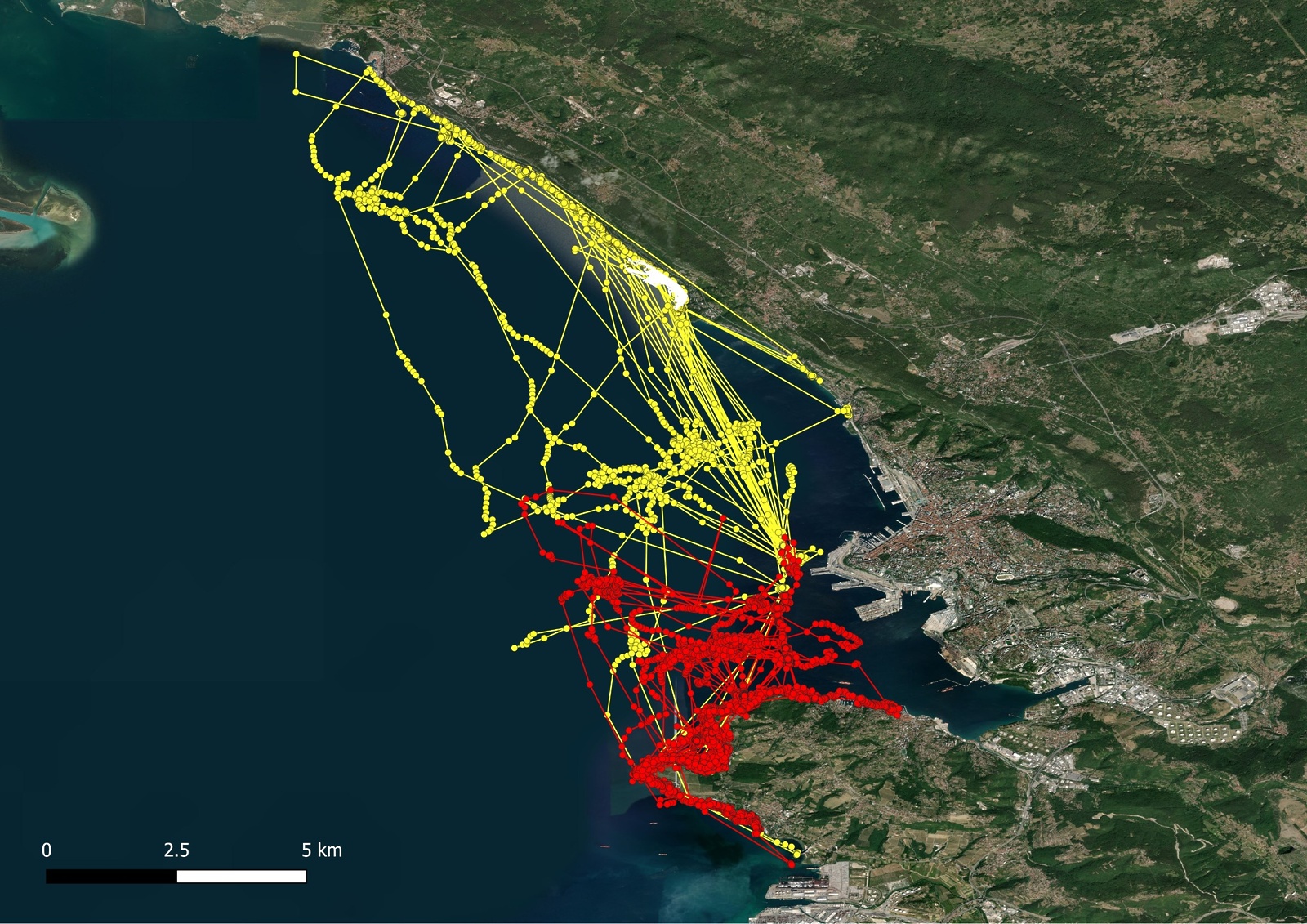 Sredozemski vranjek premiki