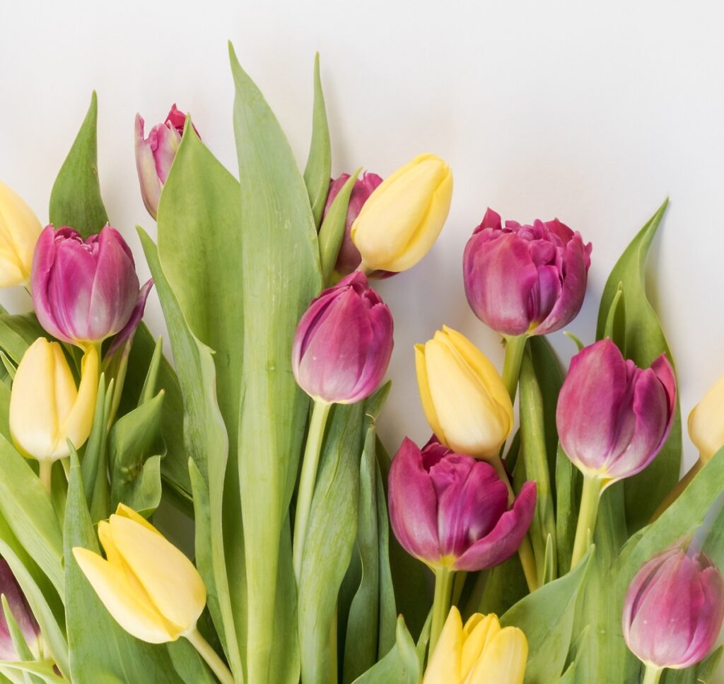 cestitkaobdnevuzena_1