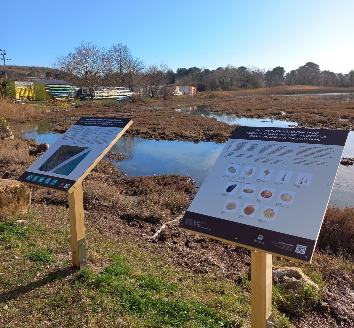 Table školjčna sipina