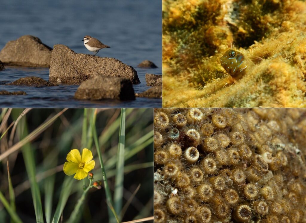 Prostoživeče kolaž