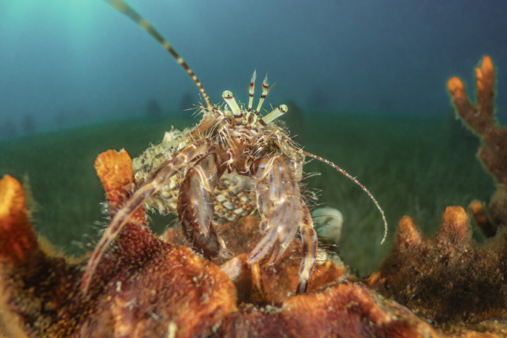 Svetovni dan oceanov 4