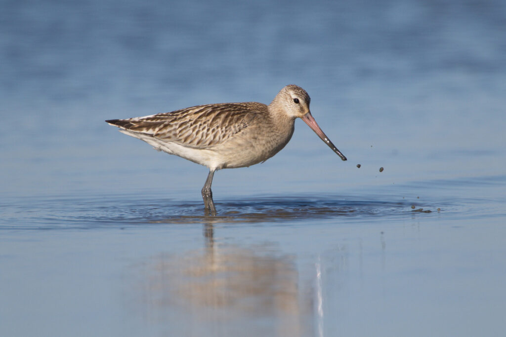 Progastorepi kljunač 2