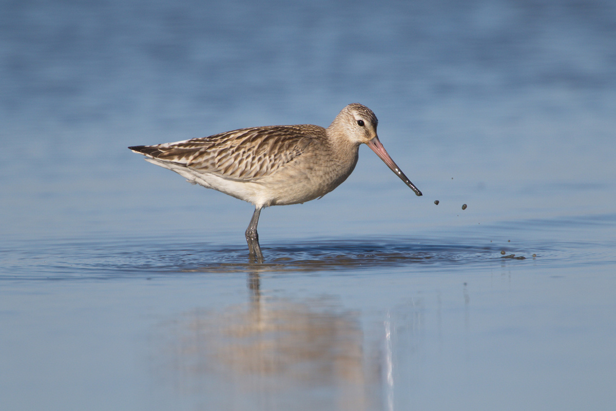 Progastorepi kljunač 2