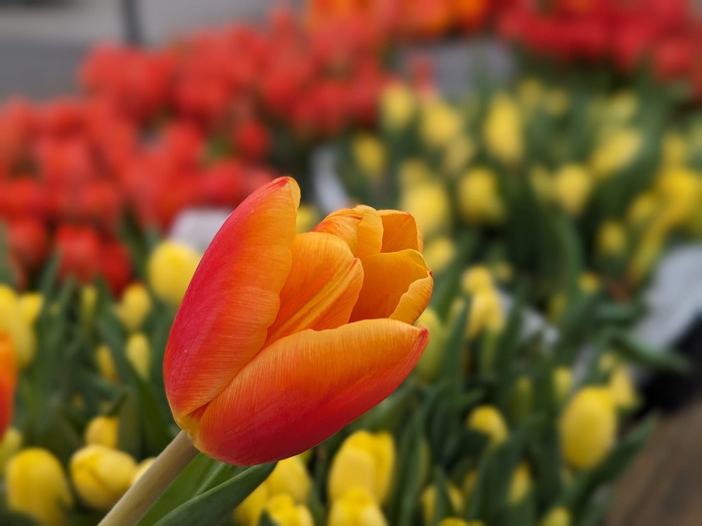 Prireditev ob mednarodnem dnevu žensk