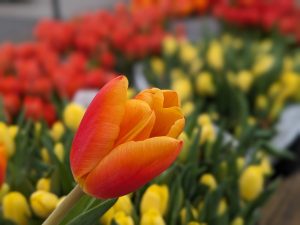 Prireditev ob mednarodnem dnevu žensk