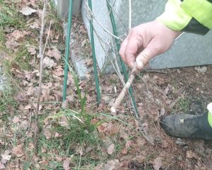 Porezane glicinije ploščad Regentova