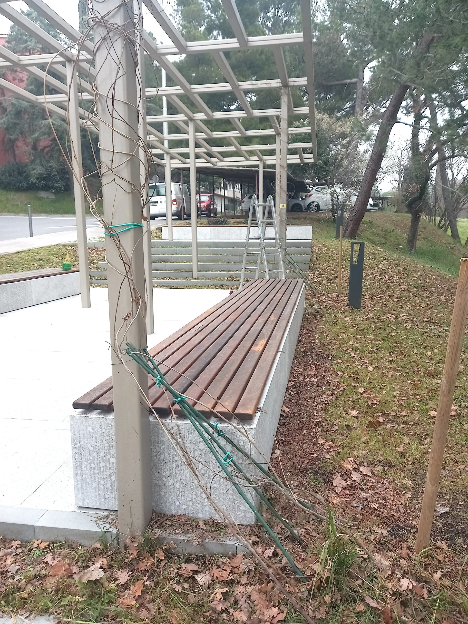 Porezane glicinije ploščad Regentova