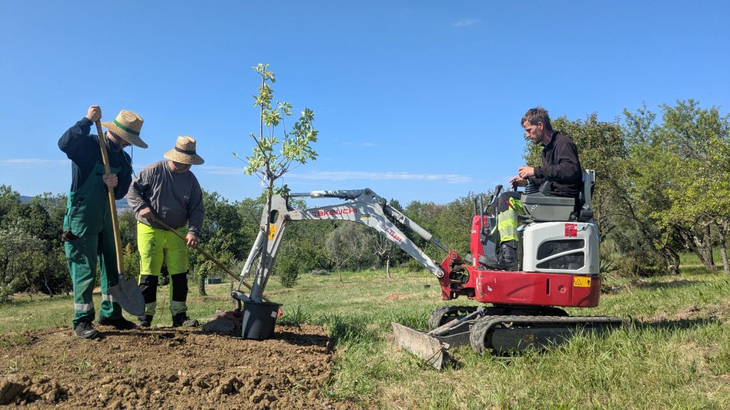 Sajenje sadnega drevja pod Jadransko cesto. (Foto: Občina Ankaran)