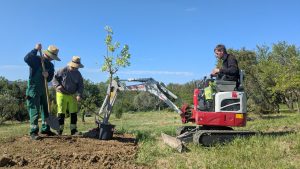 Sajenje sadnega drevja pod Jadransko cesto. (Foto: Občina Ankaran)