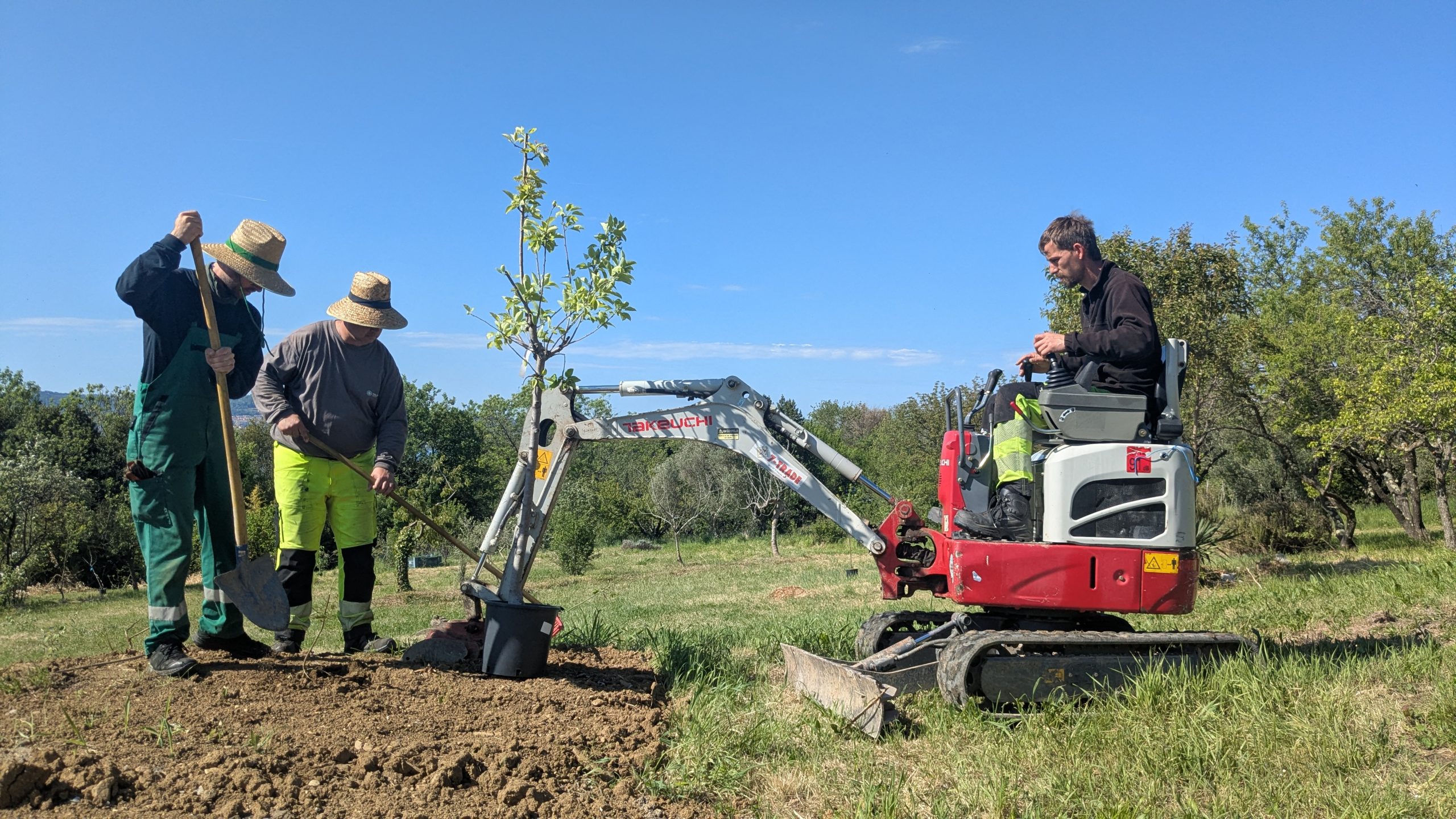 Sajenje sadnega drevja pod Jadransko cesto. (Foto: Občina Ankaran)