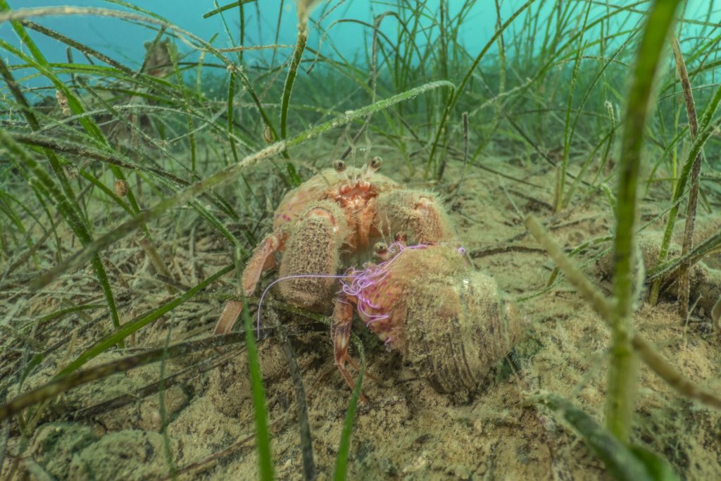 Morskimi travniki predstavljajo pomemben življenjski prostor za številne morske nevretenčarje in ribe. (Foto: Borut Furlan)