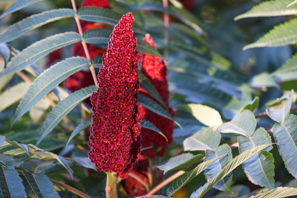 Eden izmed dvanajsterice s črnega seznama invazivnih rastlin je octovec (Rhus typhina). (Foto: pixabay)