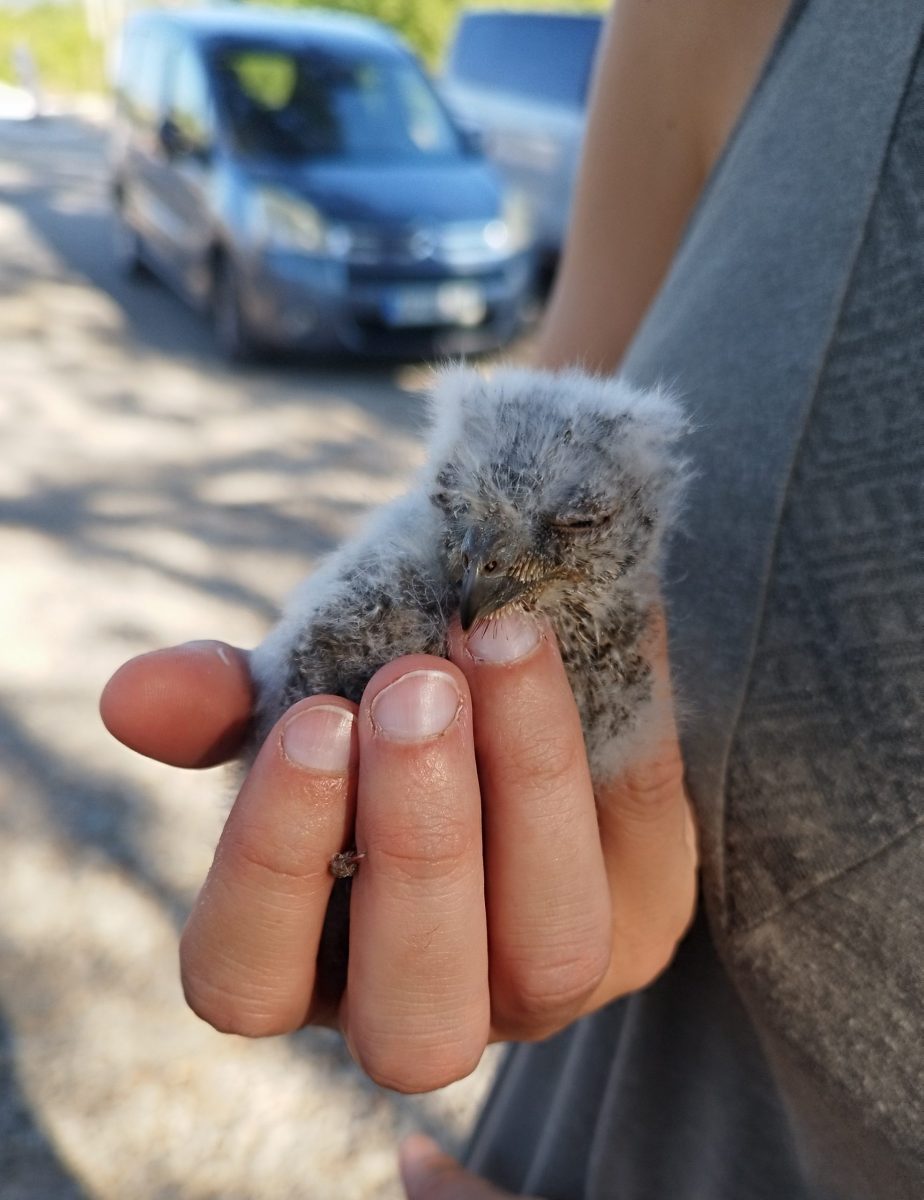 Mladiča sta po zaslugi skrbnih sovjih staršev v nekaj tednih že tako zrasla, da sta prejela svoja obročka. (Foto: Sove Slovenije)