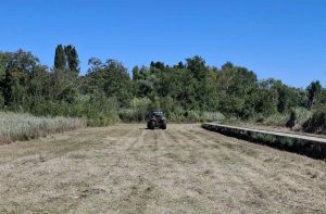 Slani travnik: s premišljeno košnjo ohranjamo redki habitat