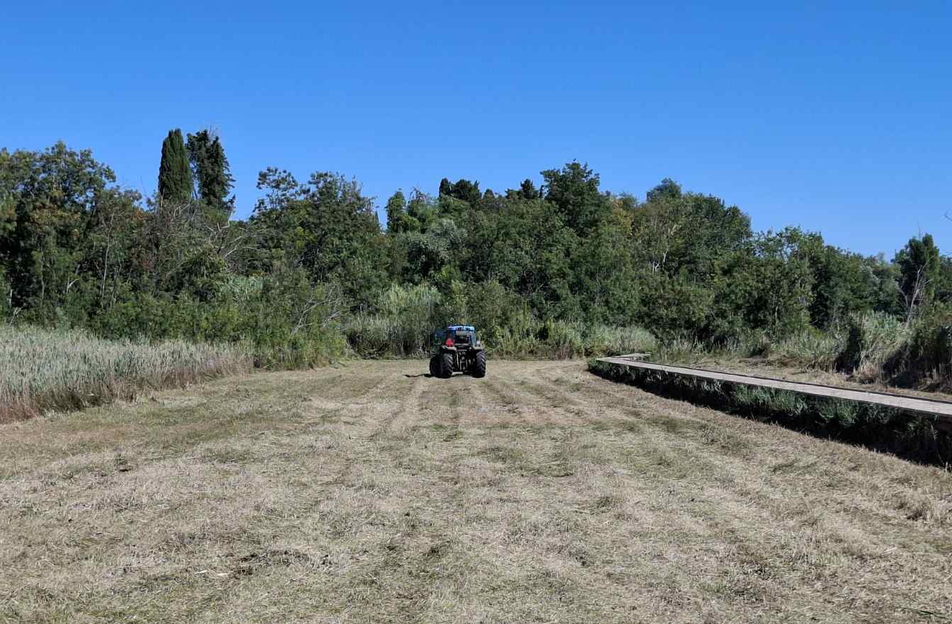 Slani travnik: s premišljeno košnjo ohranjamo redki habitat